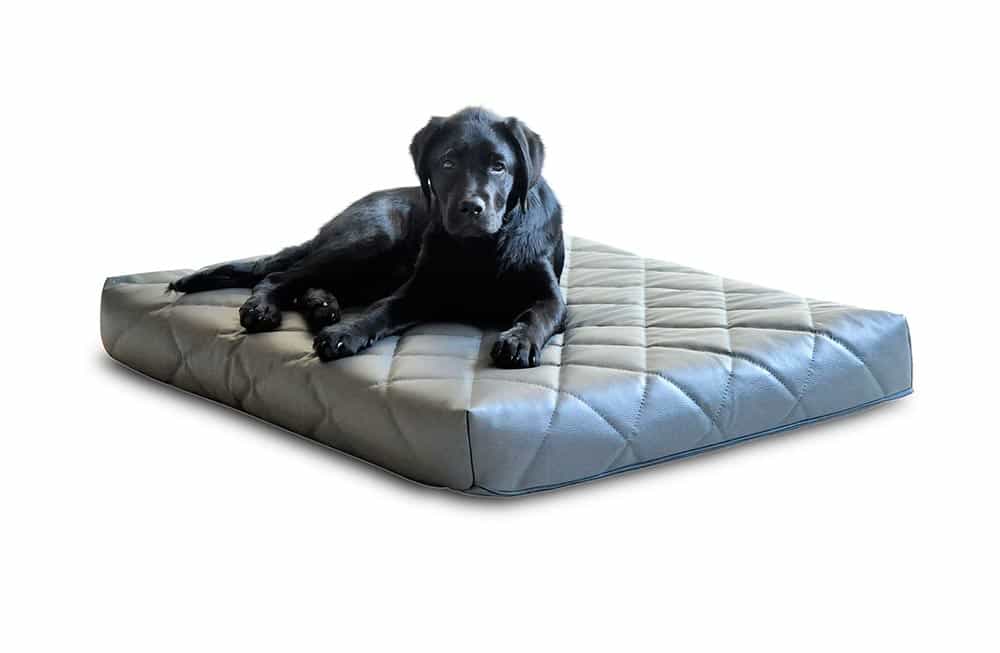Black Labrador lying on his orthopaedic dog mattress with quilted faux leather cover by pet-interiors.